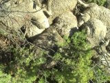 Hautes-Alpes: le loup accusé d'avoir tué une centaine de brebis - 07/11