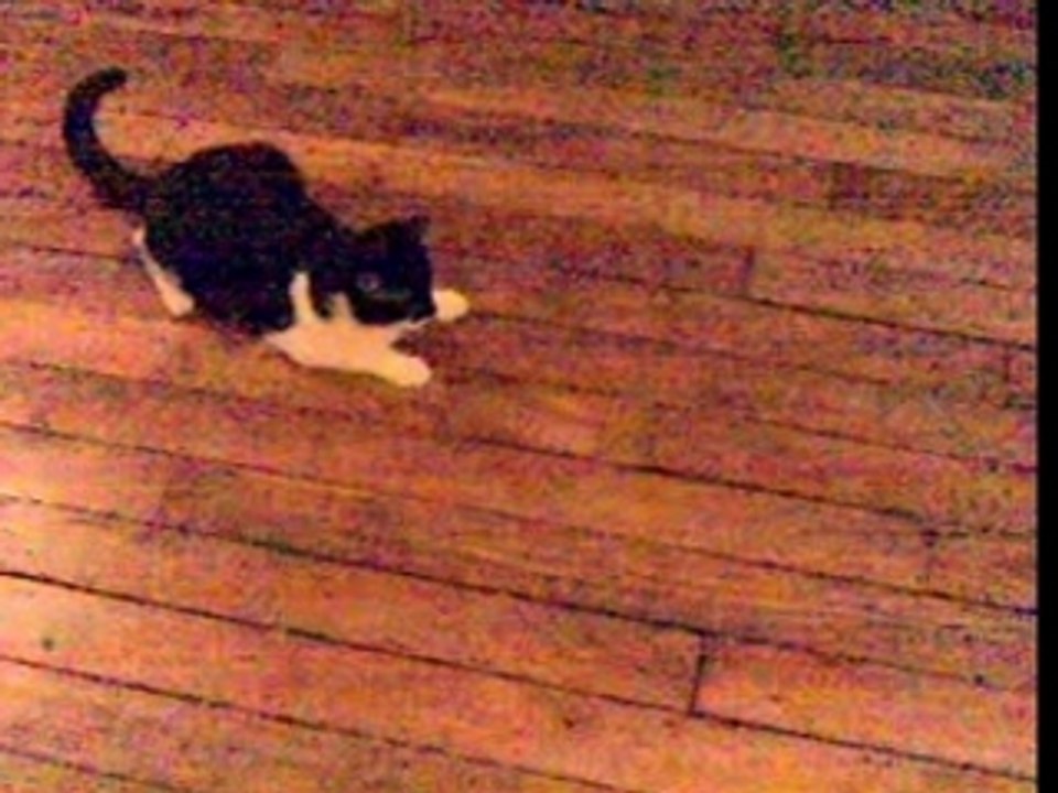 cat sport