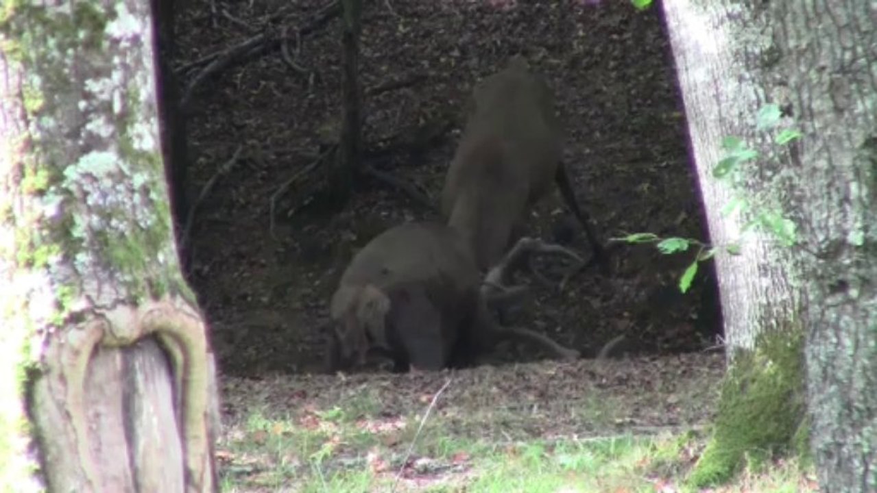 Un combat à l'amical