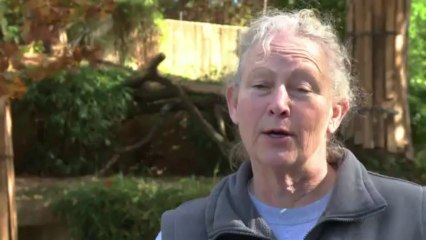 Two Sumatran tiger cubs make a splash in media debut