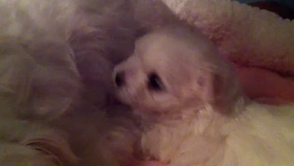 Jadore Joys von Rosenholz 09.10 (2)