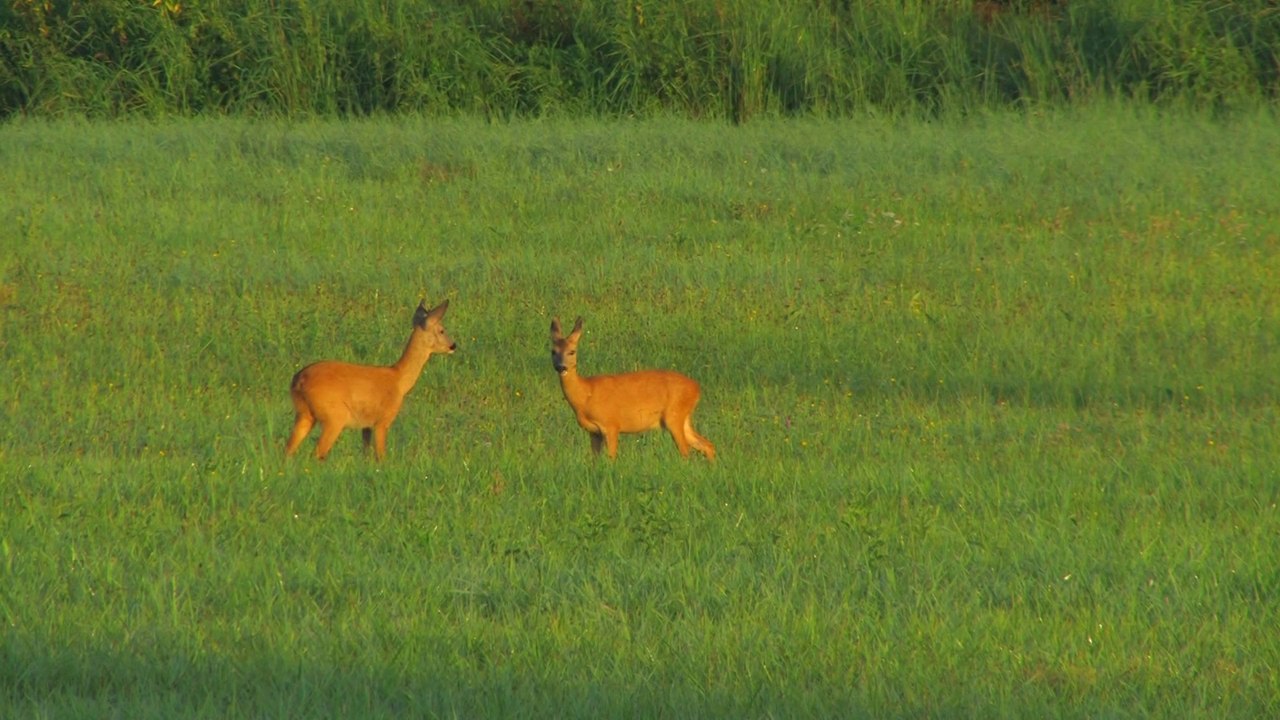 Chevreuil Ried de Muchhausen.Visionner en HD 1080.