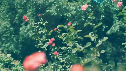 Apply the Law of Attraction for Greater Abundance