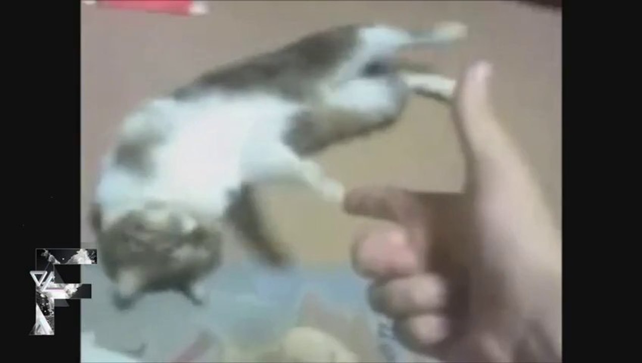 Des animaux font les morts... Chien, Chat, Lapin et même Dauphin! Compil énorme!