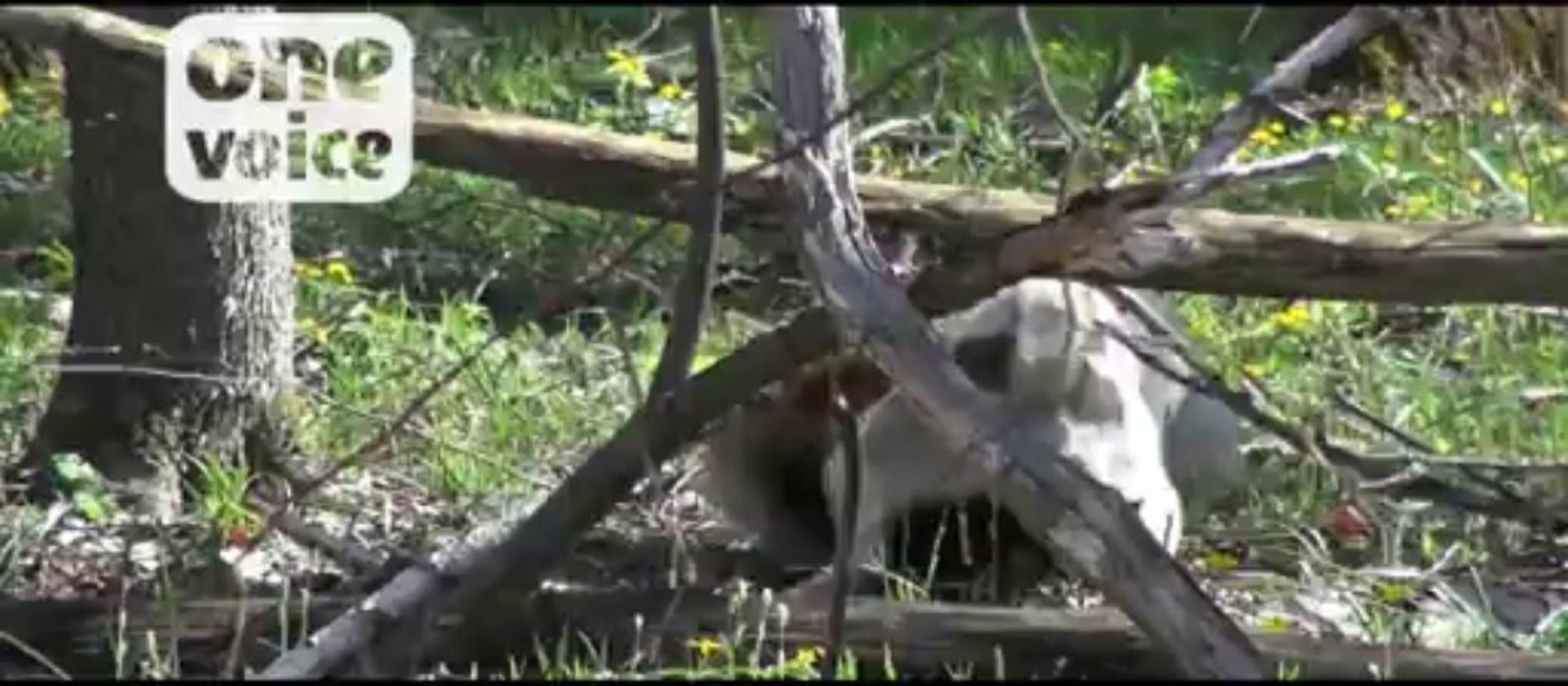 Tests des chiens de chasse sur les blaireaux en Russie