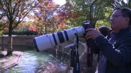 Schwimmprüfung für Tiger-Babys