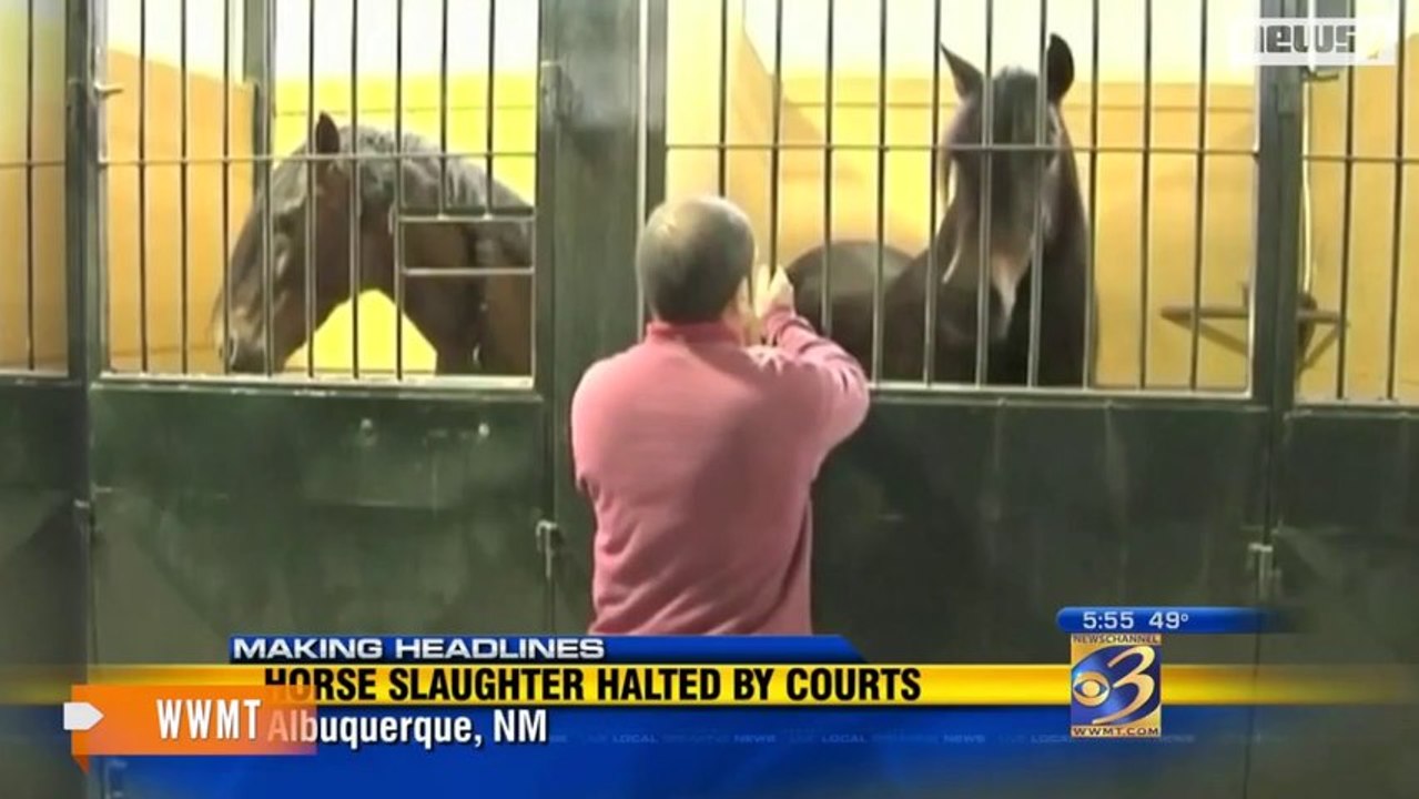 U.S. Federal Appeals Court Temporarily Halts Horse Slaughter