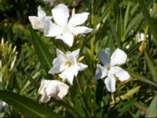 Lornzo chante " Sans un cri "