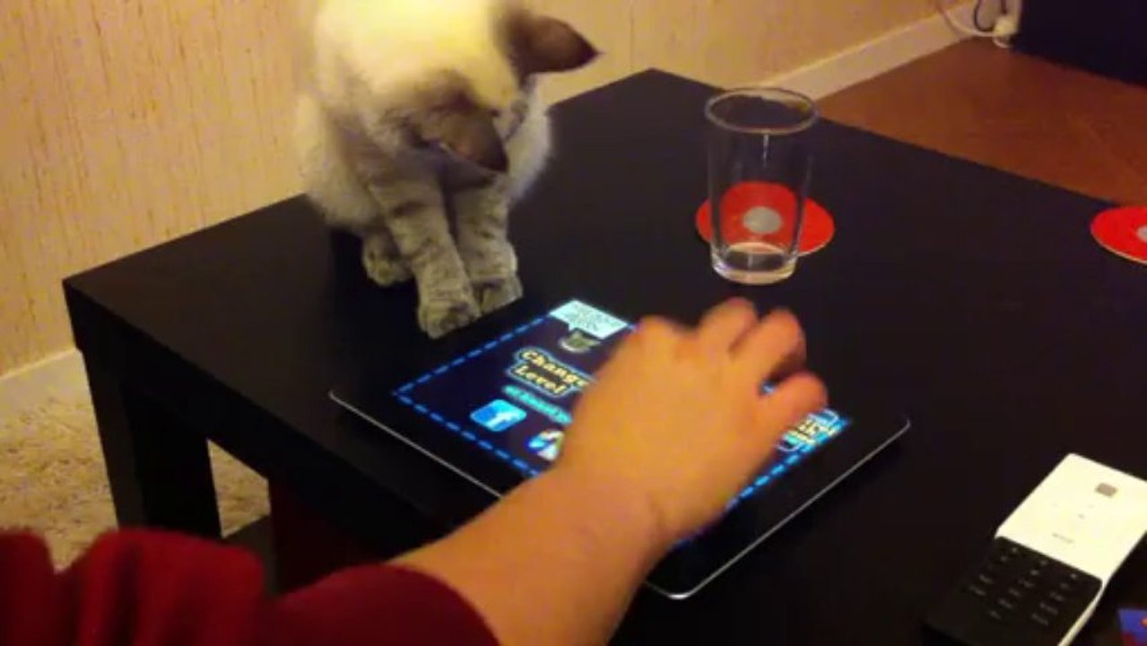 un chat high tech!!