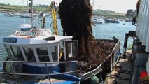 Algues : gestion durable de la récolte dans le Parc naturel marin d'Iroise en Bretagne