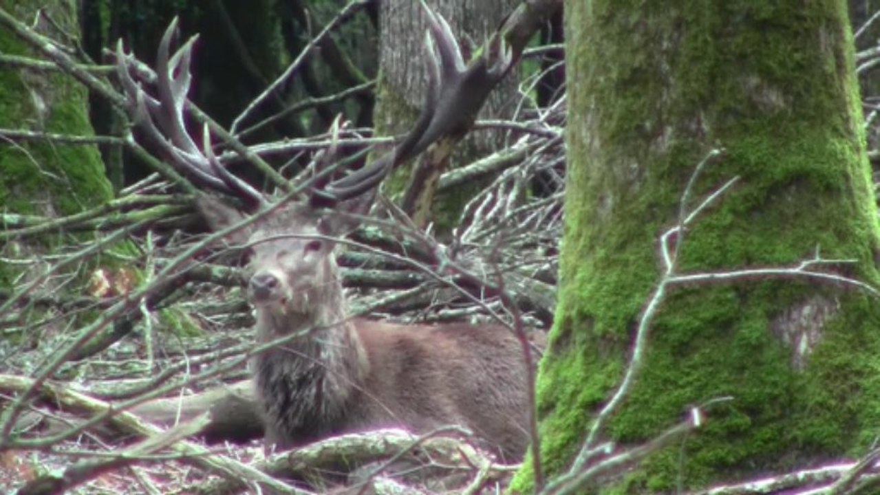 Portraits de cerfs