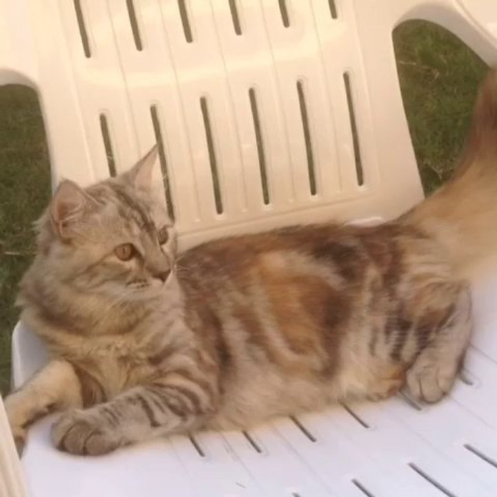 My catty