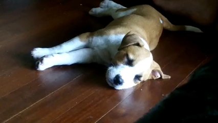 Dinkidi Digger #1 My Sons Dog Bella. Coins From My Road Trip