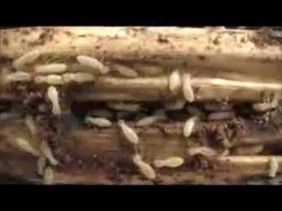 Active termite in House