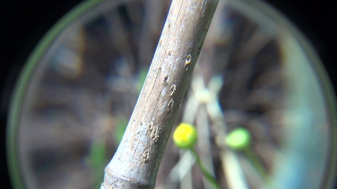 je suis votre souvenir