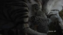 Naissance de trois tigres blancs en Géorgie