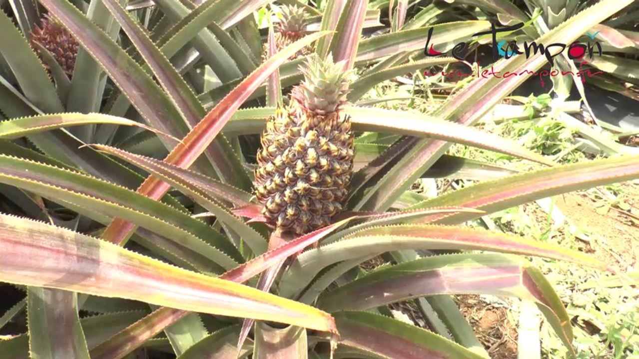 Fête de l'Ananas le 10 novembre