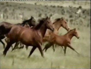 Agricultura y caballos: Historia de la Humanidad