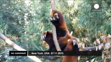 Four red panda cubs debut in New York City