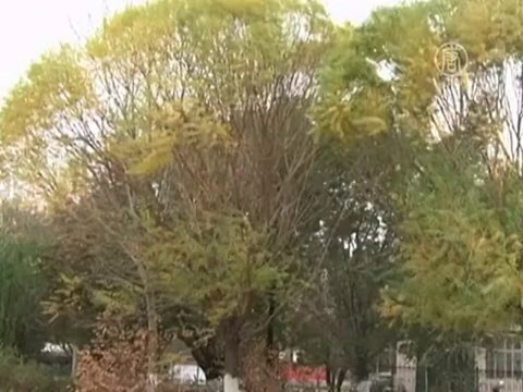 Снегопад застал жителей Синьцзяна врасплох