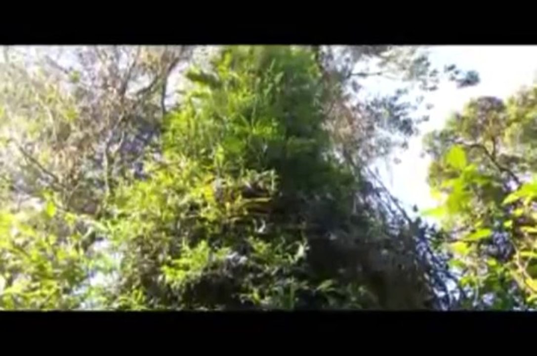 Max Igan - Cultivating The Social Pathogen