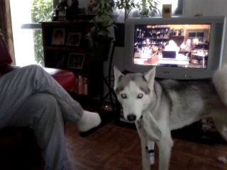 doyuchka qui fait le loup 009