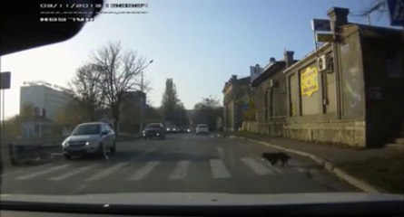 Prudent DOG... He cross the street on the CROSSWALK. AMAZING