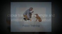 Puppy Training: All About Clicker Training Your Dog