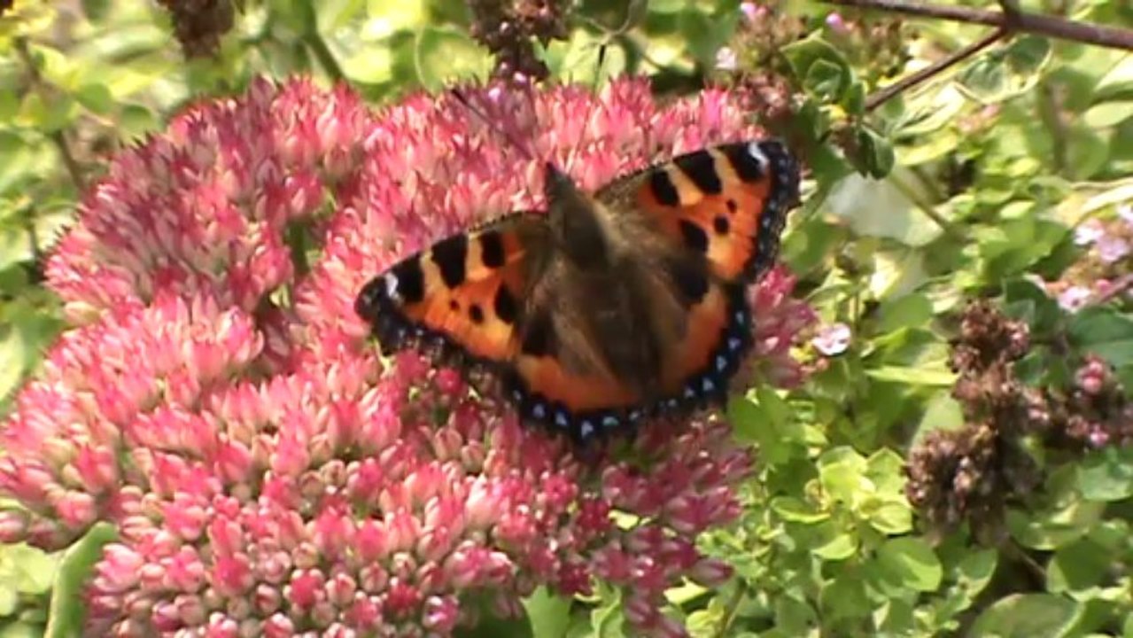 Small Tortoiseshell Butterfly