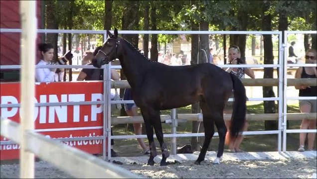 Addiction Alias Sologn Pony 2012