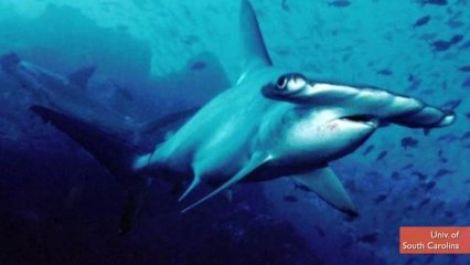 Carolina Hammerhead Shark Discovered By Accident
