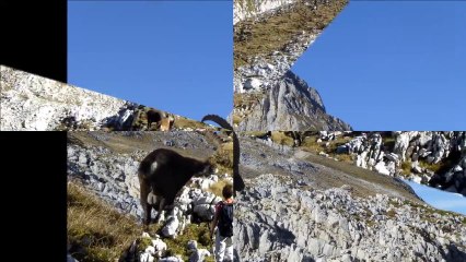 2013-10 Bouquetins du Vercors