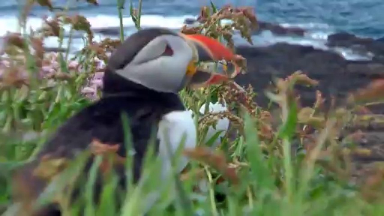 Pa'jam  -  album: reed adventures