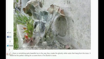 Caterpillars Manipulate Silk into White Wonderland...At Cemetary