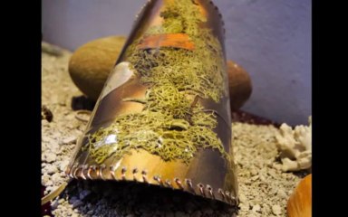 LA PEAU DECOUVERTE / ECO LUXURY JEWELS / GALERIE F. ESTRAN