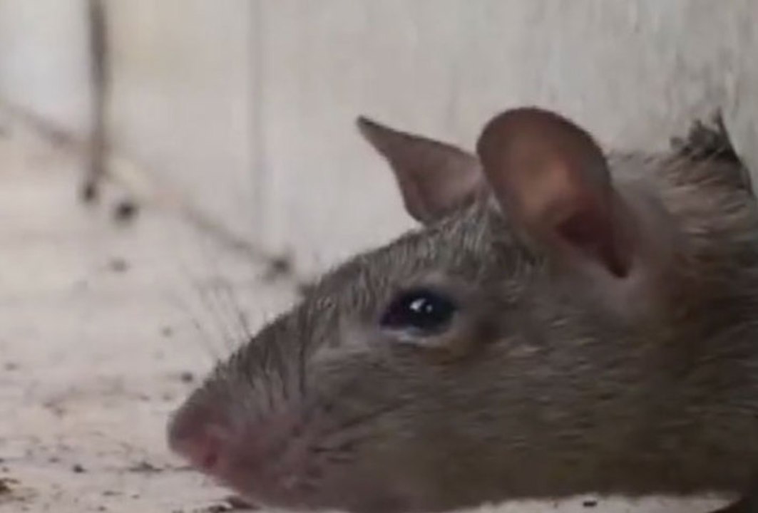 Comment les animaux voient le monde ?