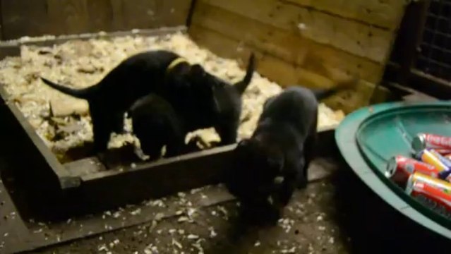 chiots berger Hollandais