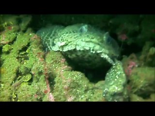 The Diver Files