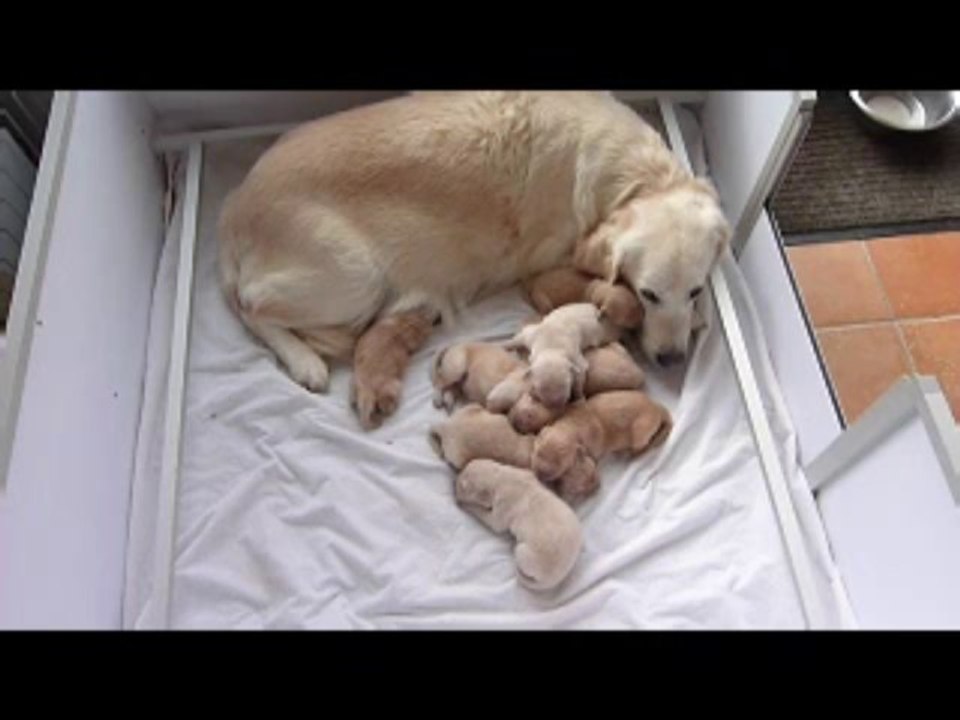 Chiots 2013 - 6 jours