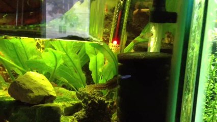 Shrimp tank update 11/8/2013