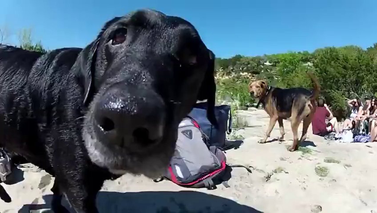 Des chiens trop mignons filmé en Grand angle avec une GoPro