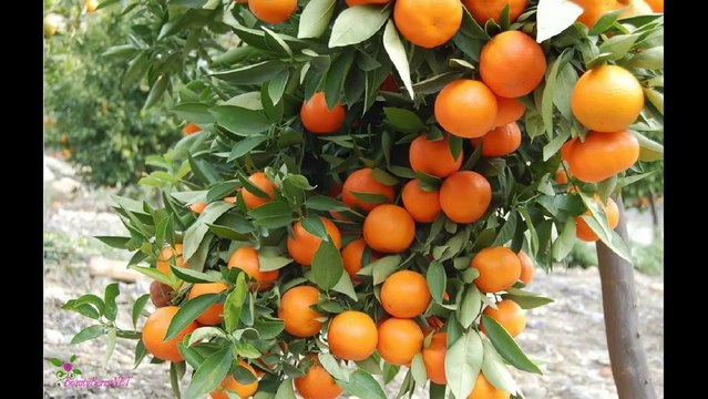 DOLCE & GABBANA Homme Light Blue Туалетна Вода-Спрей