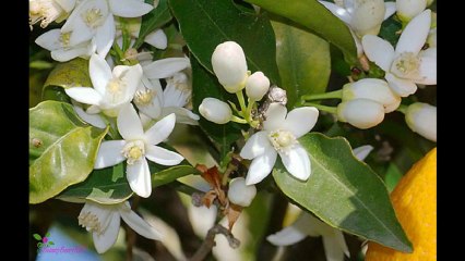 ARMAND BASI Lovely Blossom Туалетна Вода-Спрей
