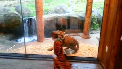 Download Video: Un bébé tigre joue avec un enfant déguisé en tigre. Trop mignon!