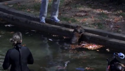 Un bébé TIGRE ça sait nager? On teste!