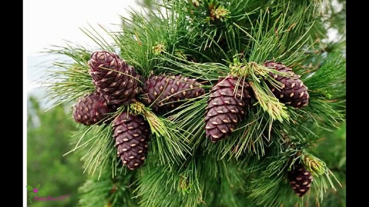 CHLOE L'Eau De Chloe Туалетна Вода-Спрей