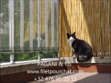 Pagani & fils installateur de filet de protection pour chat sur les balcon , fenêtre et jardins
