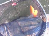 Bilent Yıldırım Sazan avı 4 (carp fishing)
