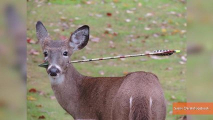 Biologists Remove Arrow from 5-Month-Old Deer's Head