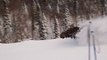 Trapped moose running past walkers! Dangerous!